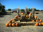 Fall decorations, straw bales, corn bundles, squash